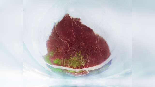 《“寿桃”》
作品2025-08-04拍摄于辽宁盘锦红海滩
